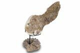 Lower Turonian Fossil Fish on Ammonite Stand - Asfla, Morocco #277036-3